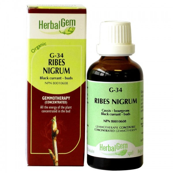 G-34 Ribes nigrum (Black current - buds)