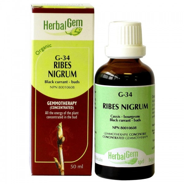 G-34 Ribes nigrum (Black current - buds)